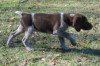 Squiggles - 8 Wks - Female - SOLD