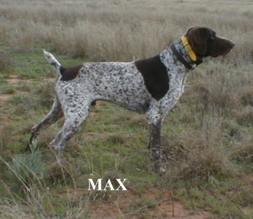 Sire - Max